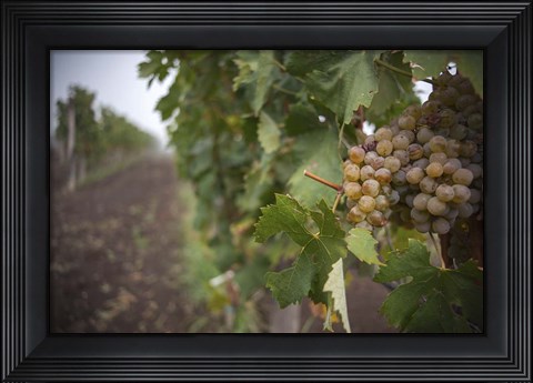 Framed Grape Print
