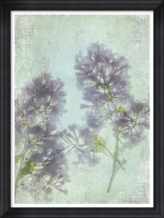 Framed Lilac Print