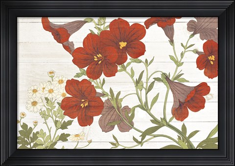 Framed Summer Salpiglossis Cottage Print