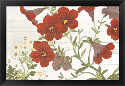 Framed Summer Salpiglossis Cottage Print