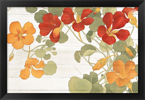 Framed Summer Nasturtiums Cottage Print