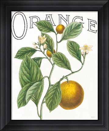 Framed Classic Citrus VI Print