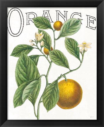 Framed Classic Citrus VI Print