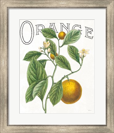 Framed Classic Citrus VI Print