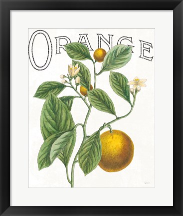 Framed Classic Citrus VI Print