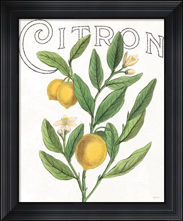 Framed Classic Citrus V Print