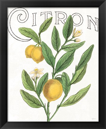 Framed Classic Citrus V Print