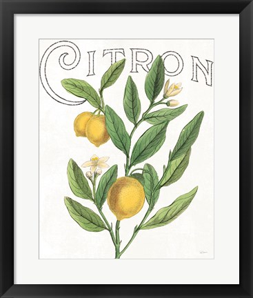 Framed Classic Citrus V Print