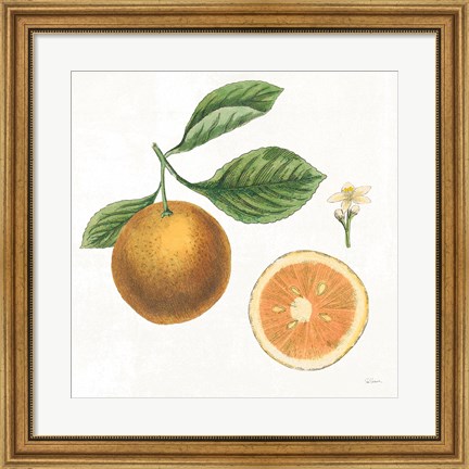 Framed Classic Citrus IV Print