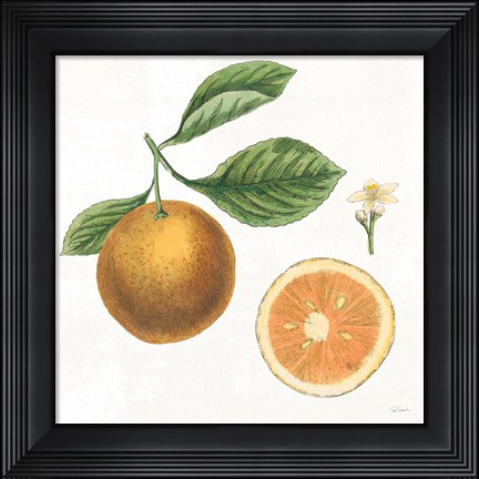 Framed Classic Citrus IV Print