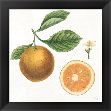 Framed Classic Citrus IV Print