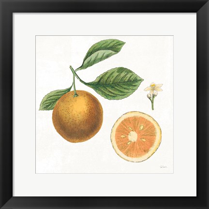 Framed Classic Citrus IV Print