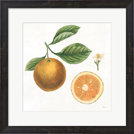 Framed Classic Citrus IV Print