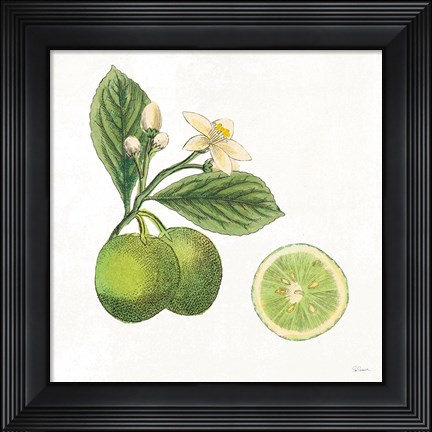 Framed Classic Citrus III Print