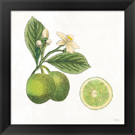 Framed Classic Citrus III Print