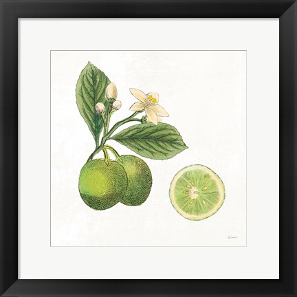 Framed Classic Citrus III Print