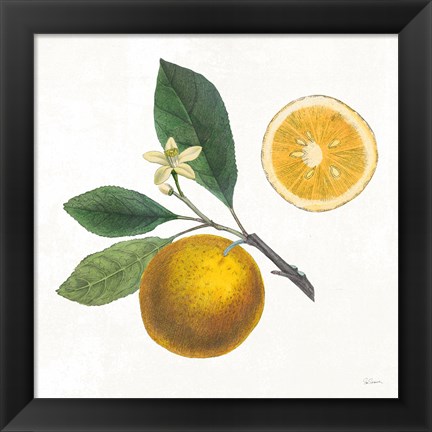 Framed Classic Citrus II Print