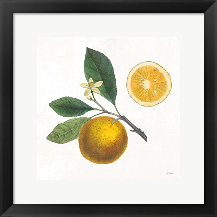 Framed Classic Citrus II Print