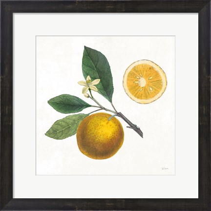 Framed Classic Citrus II Print