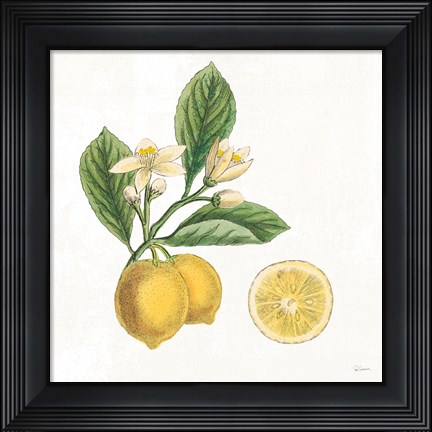 Framed Classic Citrus I Print