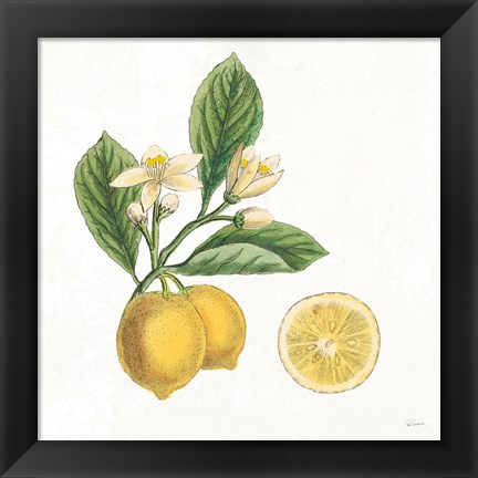 Framed Classic Citrus I Print