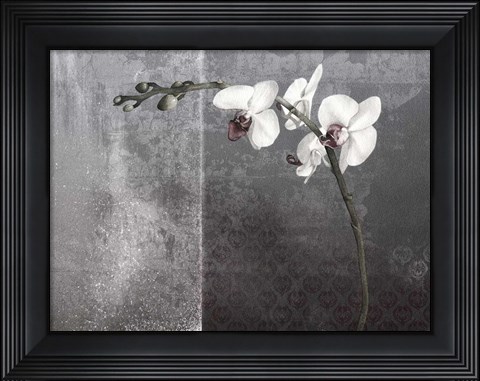 Framed Phalaenopsis Left Print