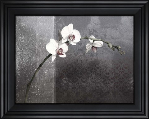 Framed Phalaenopsis Right Print