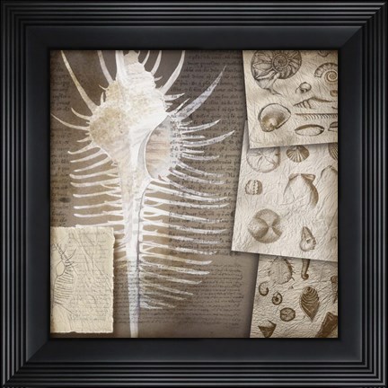 Framed Combshell I Print