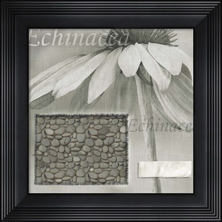 Framed Echinacea I Print