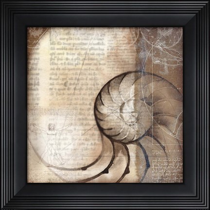 Framed Nautalis I Print