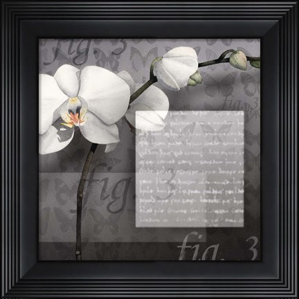 Framed Phalaenopsis I Print