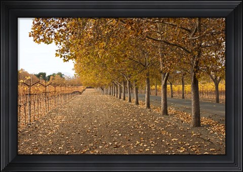 Framed Autumn Rows Print