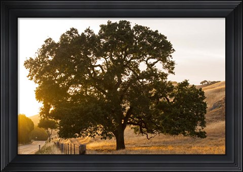 Framed Roadside Oak Print