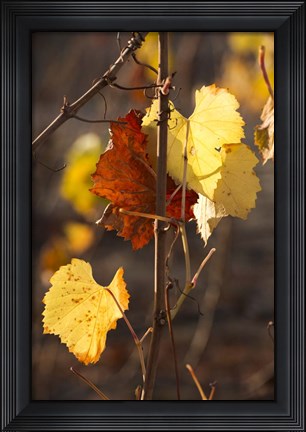 Framed Autumn Leaves Print