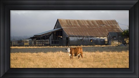 Framed Cow Portrait Print