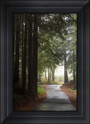 Framed Forest Road Print