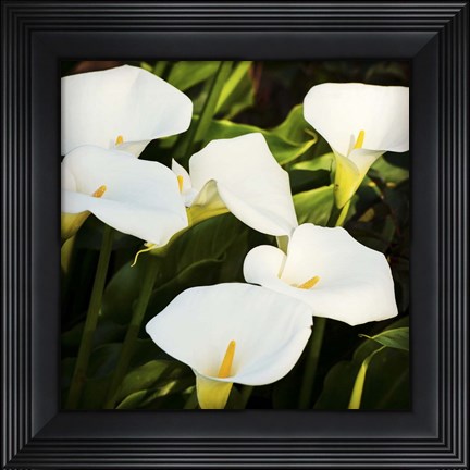 Framed Calla Lilies Print