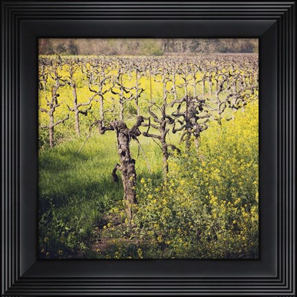 Framed Dry Creek Print