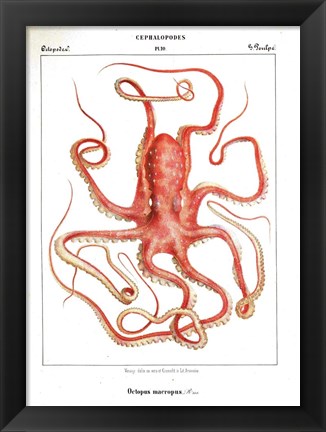 Framed Octopus Etching Print