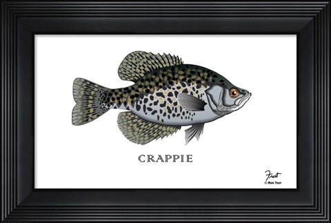 Framed Crappie Fish Print