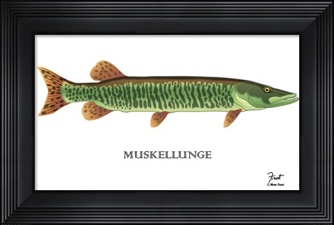 Framed Muskellunge Print