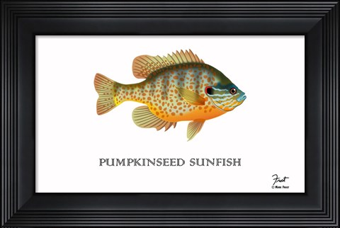 Framed Pumpkinseed Sunfish Print