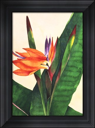 Framed Bird Of Paradise Print
