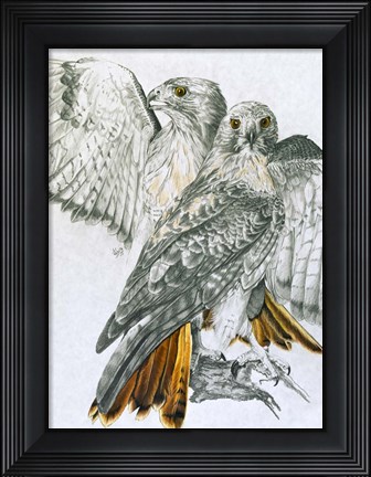 Framed Redtailed Hawk Print