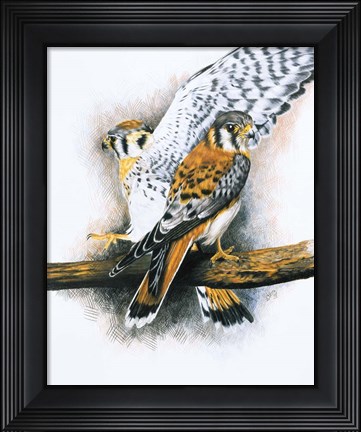 Framed Elegant Raptor Print