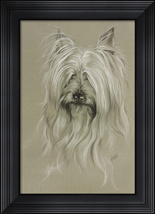 Framed Silky Terrier Print
