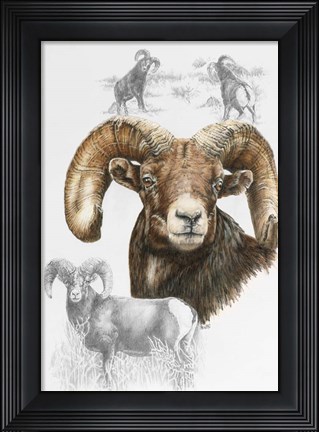 Framed Big Horn Sheep Print