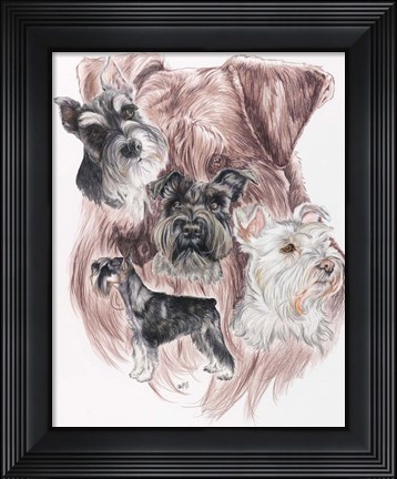 Framed Miniature Schnauzer Print