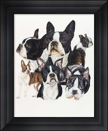 Framed Boston Terrier Print
