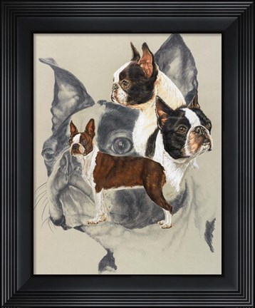 Framed Boston Terrier Print